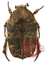 Protaetia (s.str.) fusca (A-)