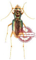 Tetracha pseudodistinguenda (A-)