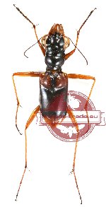 Therates payeni (NOT SANGIR!)