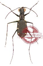 Thopeutica stenodera (A-)
