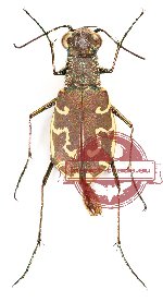Cylindera (Plectographa) mixtula (A-)