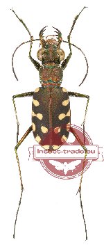 Calomera aulica (A2)