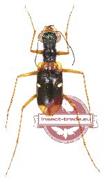 Thopeutica (Pseudotherates) paluensis (A-)