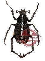 Ectinohoplia sp. 3 (5 pcs)
