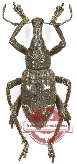 Rhinoscapha sp. 25 (5 pcs)