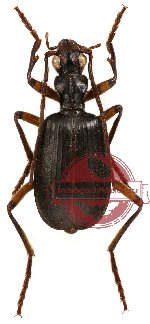Brachinus biguticeps (5 pcs)