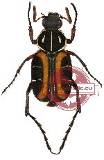 Paratrichius campagnei (A2)