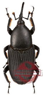 Curculionidae sp. 28 (5 pcs A-, A2)