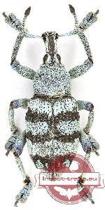 Eupholus sp. 5