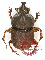 Liatongus sp. 3 (5 pcs - 3m, 2f)