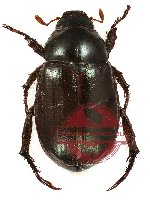 Anomala antiqua (A2)