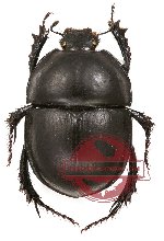 Thorectes distinctus (A2)