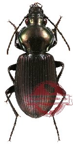 Carabidae sp. 15 (14 pcs)