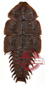 Platerodrilus sp. 1