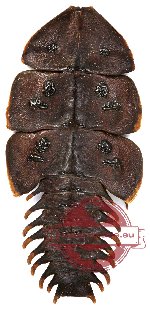 Platerodrilus sp. 2