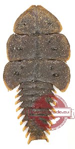 Platerodrilus sp. 6