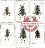 Scientific lot no. 6X Tenebrionidae (Donaciolagria spp.) (6 pcs A-, A2)