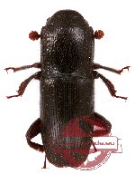 Nitidulidae sp. 1X (A2)
