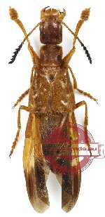 Staphylinidae sp. 2 (5 pcs)