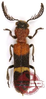 Cleridae sp. 12 (A-)