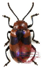 Chrysomelidae sp. 37A (10 pcs)