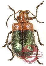 Chrysomelidae sp. 70 (5 pcs)