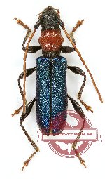 Certallum ebulinum