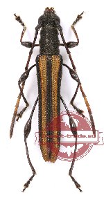 Cleomenes vittatus