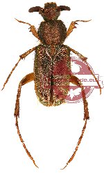 Amphicoma bezdekorum (A2)