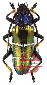 Sphingnotus mirabilis ssp. mirabilis Boisduval, 1835 (A-)