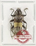 Tmesisternus latifascia Heller, 1914 (5 pcs)