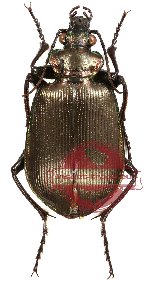 Calosoma oceanicum ssp. oceanicum (A-)