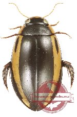 Hydaticus bipunctatus conjugens (10 pcs)