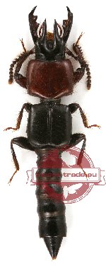 Staphylinidae sp. 5 (5 pcs)