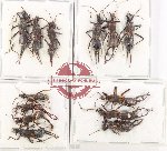 Scientific lot no. 177 Dermaptera (13 pcs A-, A2)