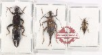 Scientific lot no. 173 Dermaptera (3 pcs - 2 pcs A2)