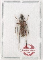 Parastrangalis ambigua (A2)