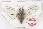 Cicadidae sp. 106 (A2)