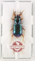 Pseudotetracha blackburni