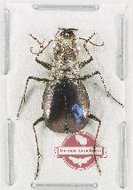 Eurymorpha cyanipes (10 pcs)
