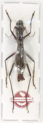 Tricondyla sp. 3