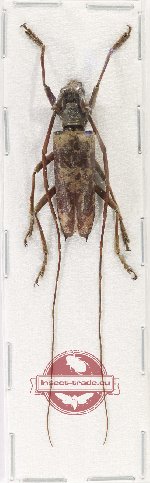 Acalolepta sp. 23