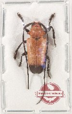 Thermonotus apicalis (A2)