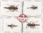 Scientific lot no. 176 Dermaptera (4 pcs)