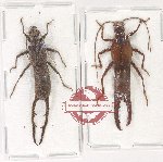 Scientific lot no. 174 Dermaptera (2 pcs A-)