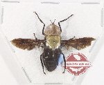Diptera sp. 63 (A2)