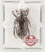 Melolonthinae sp. 28