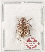 Melolonthinae sp. 30