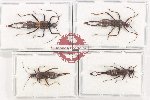 Scientific lot no. 175 Dermaptera (4 pcs)