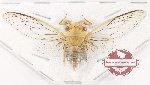 Cicadidae sp. 102